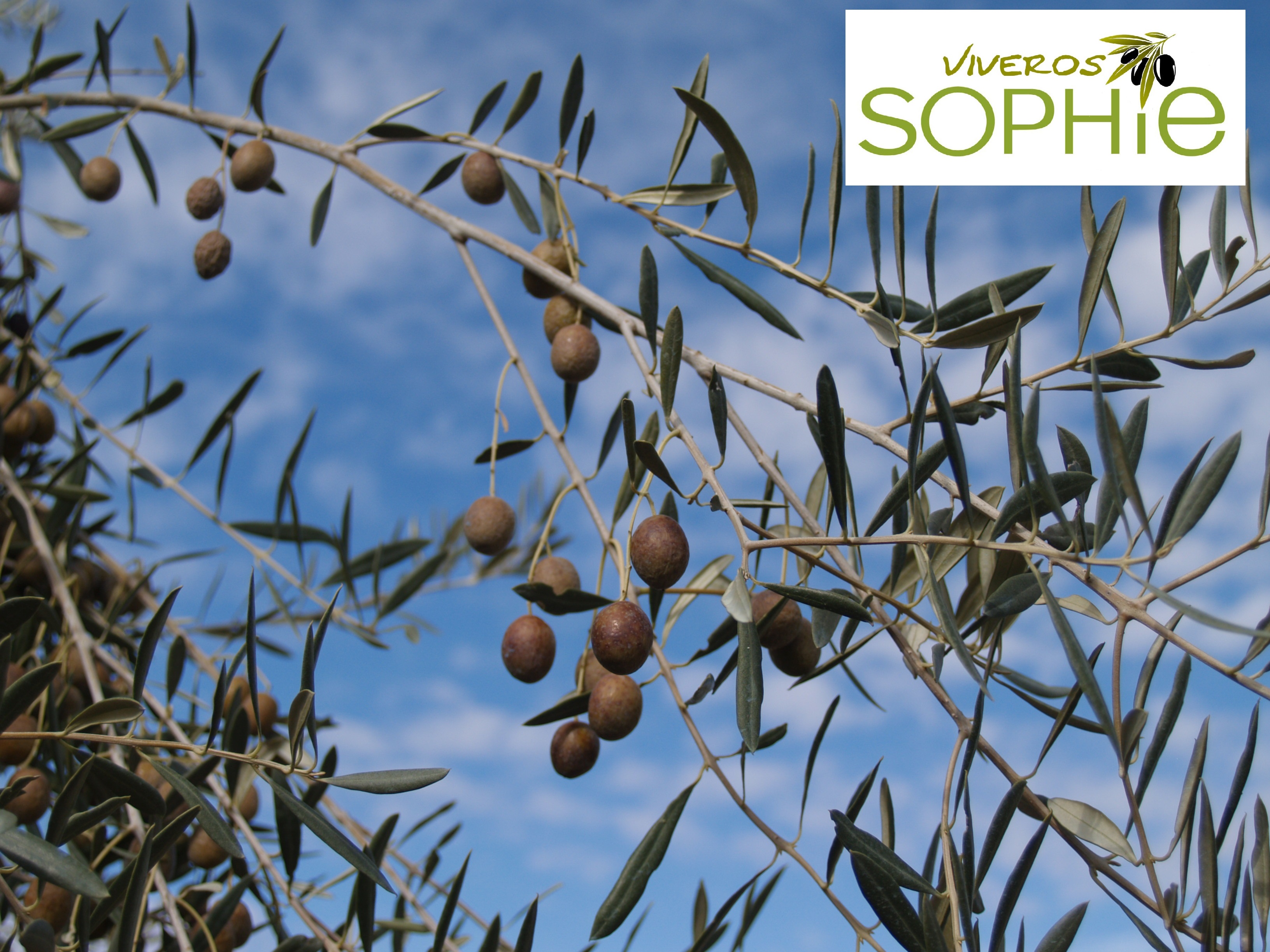 Variedad de olivo MANZANILLA PRIETA
